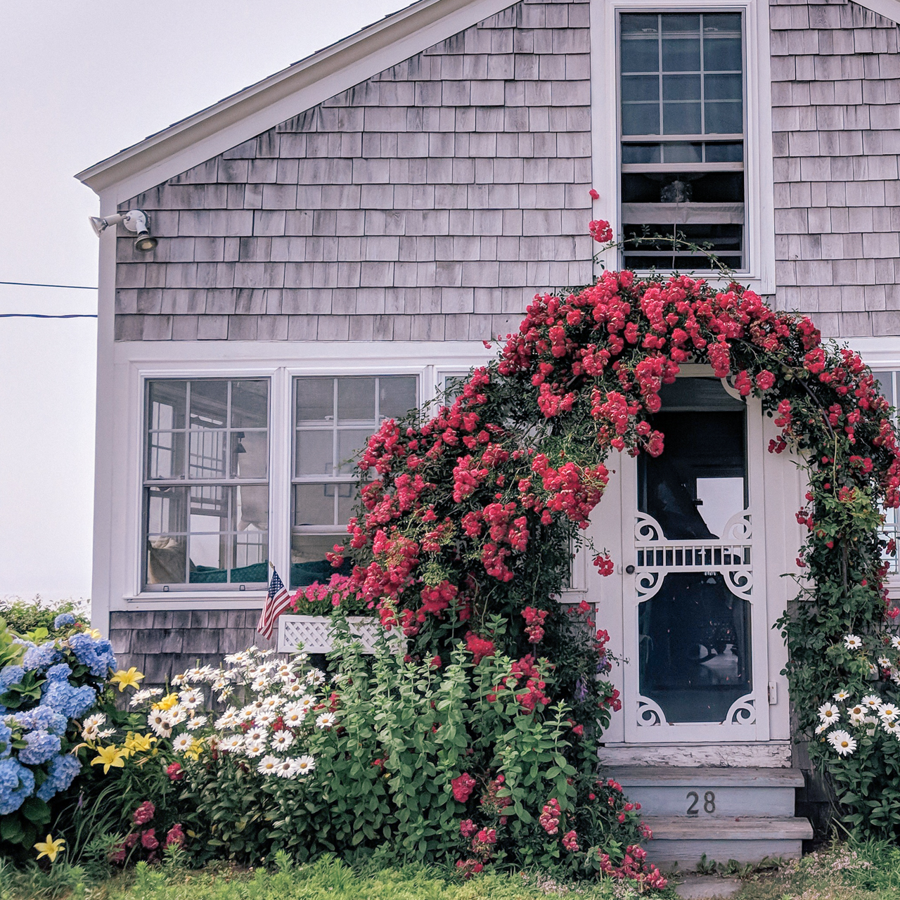 Cottage Garden Ideas by popular New England life and style blogger, Shannon Shipman: image of pink roses growing on a trellis in front of a house with grey shingle siding. 