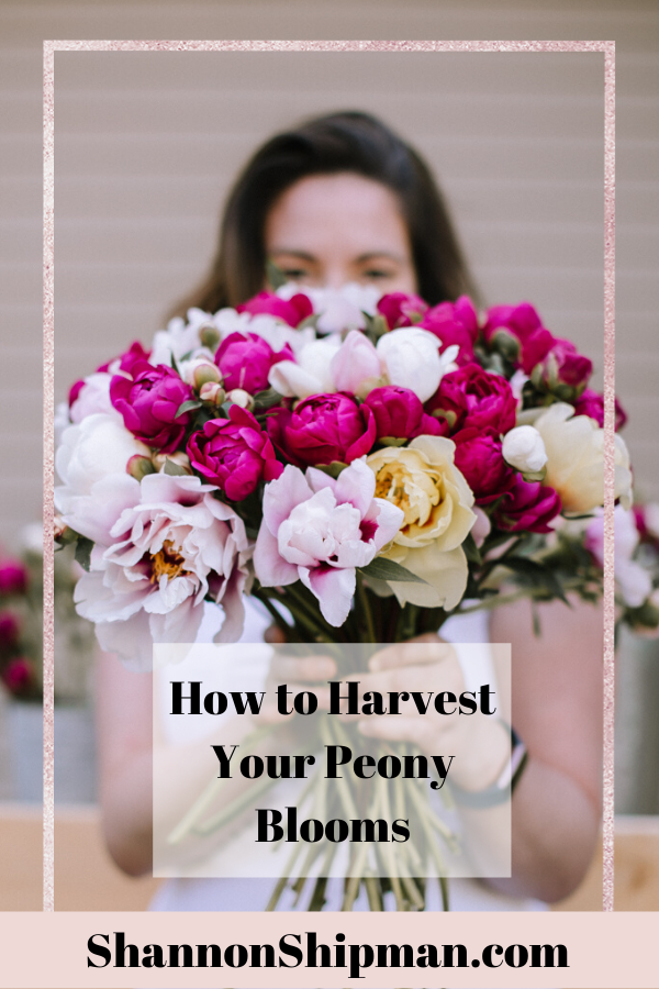 Caring for Peonies by popular New England blogger, Shannon Shipman: Pinterest image of Shannon Shipman wearing a white dress and holding a bouquet of pink and white peonies. 