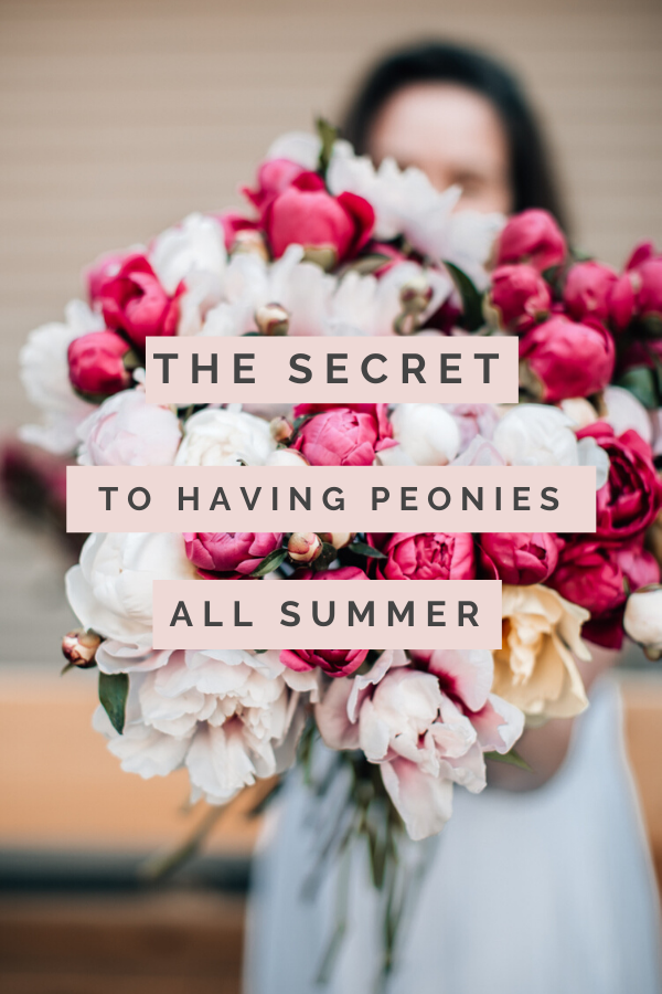 Caring for Peonies by popular New England blogger, Shannon Shipman: Pinterest image of Shannon Shipman wearing a white dress and holding a bouquet of pink and white peonies. 