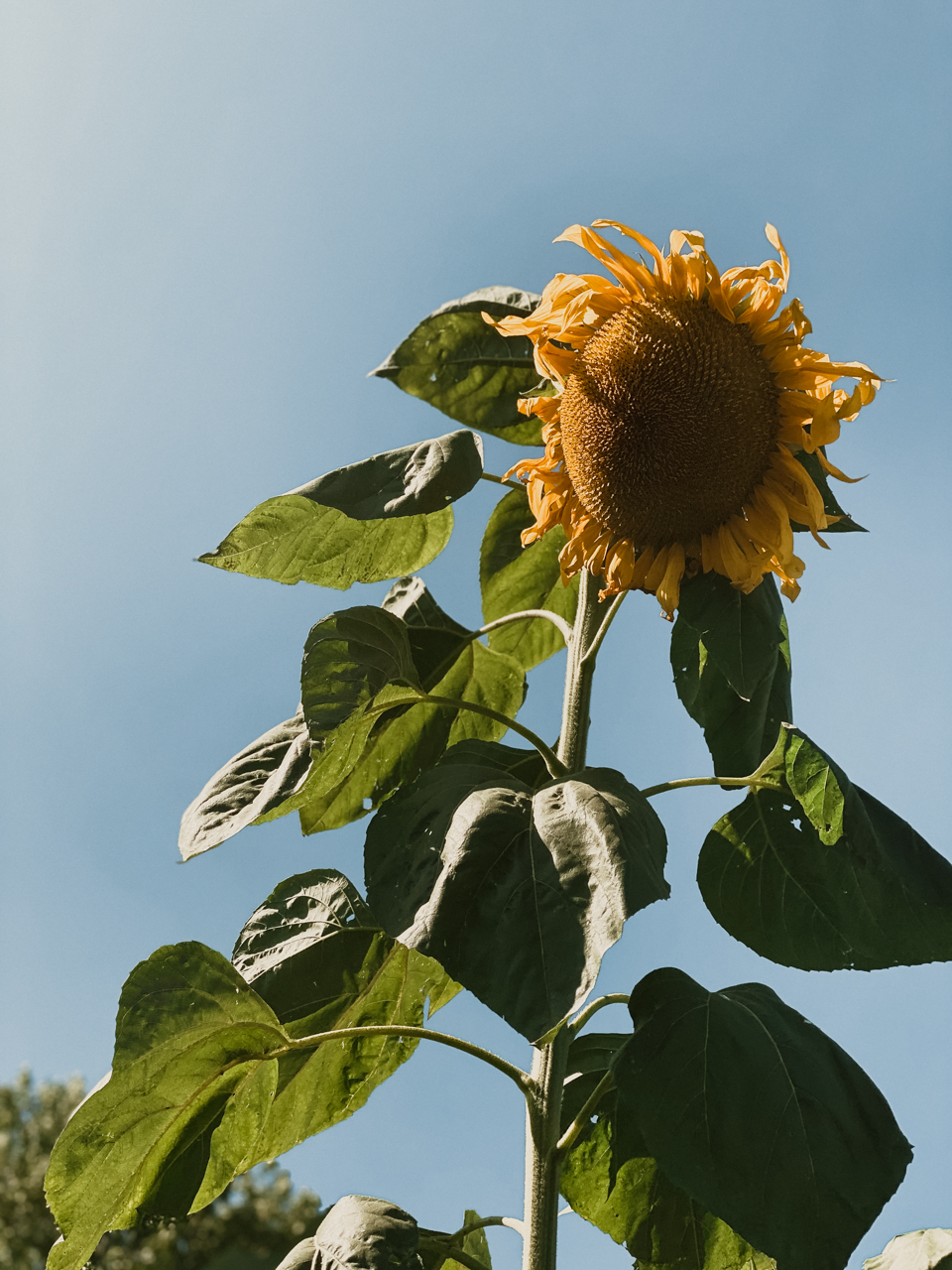 Billings Farm | Woodstock Inn by popular New England travel blogger, Shannon Shipman: image of a sunflower.