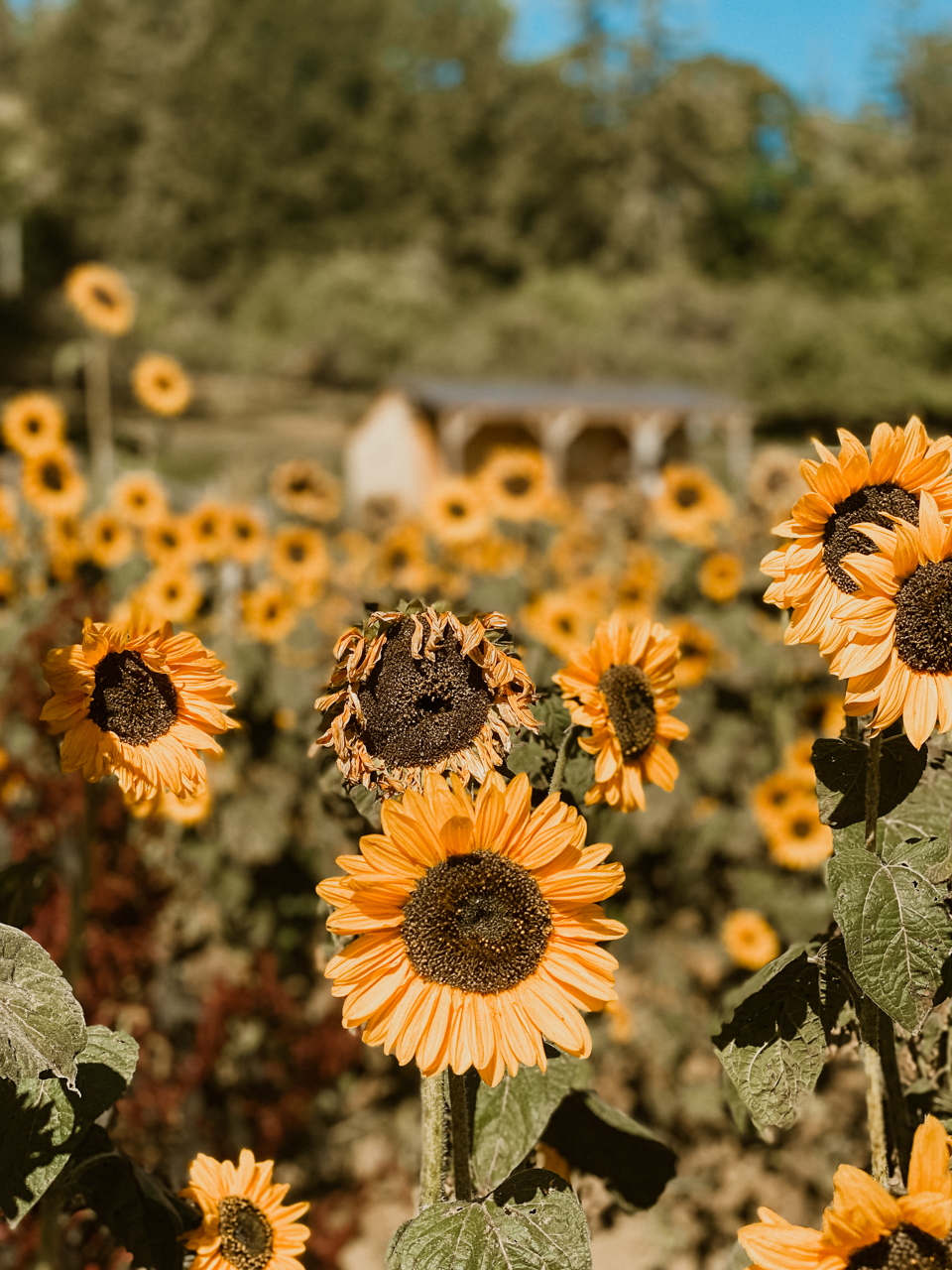 billings farm | Woodstock Inn by popular New England travel blogger, Shannon Shipman: image of sunflowers.